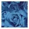 Fogli Rose Blu