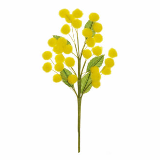 Pick Ramo Mimosa – Evergreens